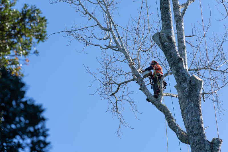 Tree Pruning in Doylestown, PA