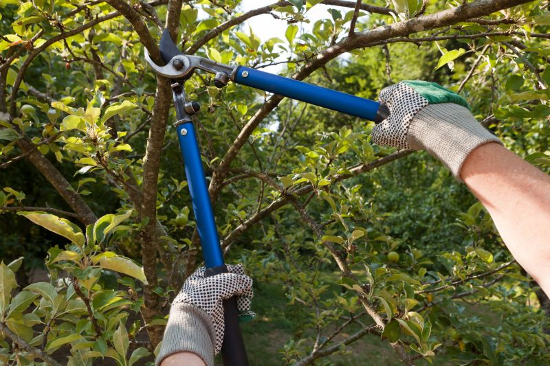 Tree And Shrub Pruning