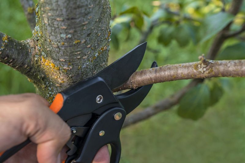 Apple Tree Removal in Bucks County, PA
