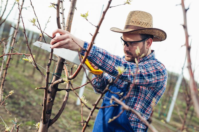 Beech Tree Pruning in Aiken, SC