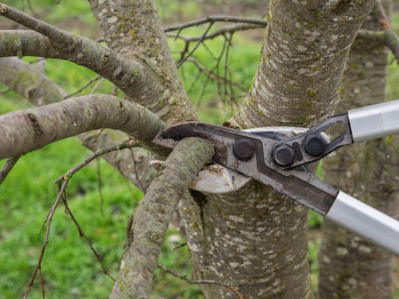 Branches Pruning in Pottstown, PA