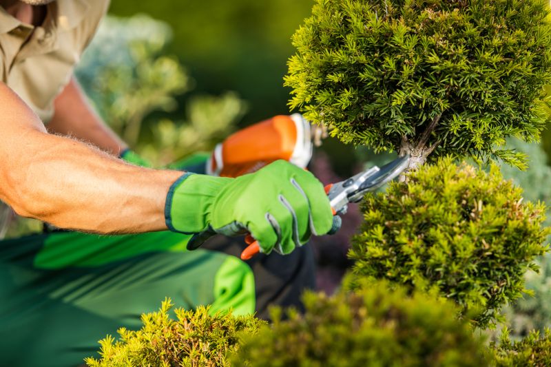 Tree And Shrub Pruning