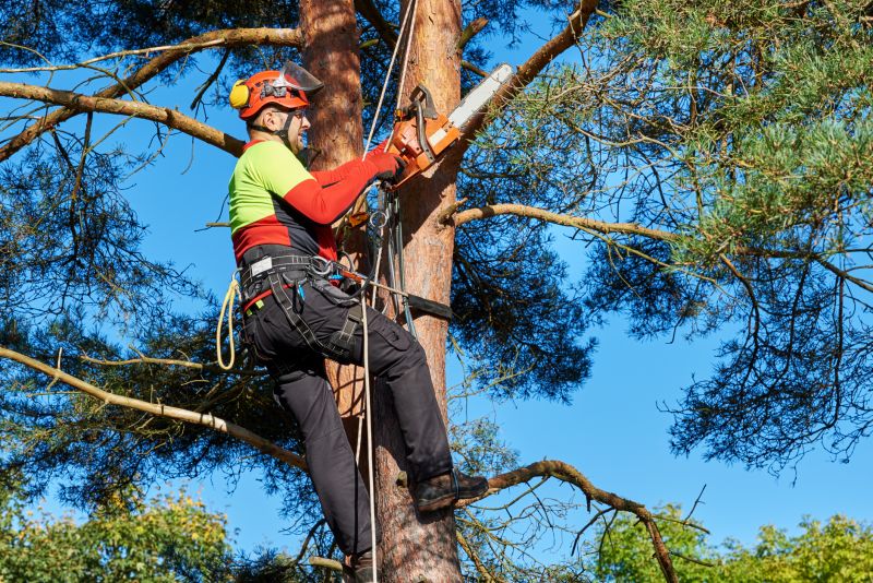 Tree Canopy Thinning