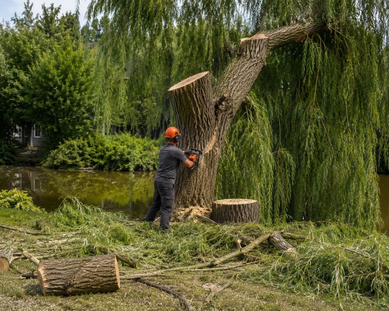 Cypress Tree Removal in Doylestown, PA