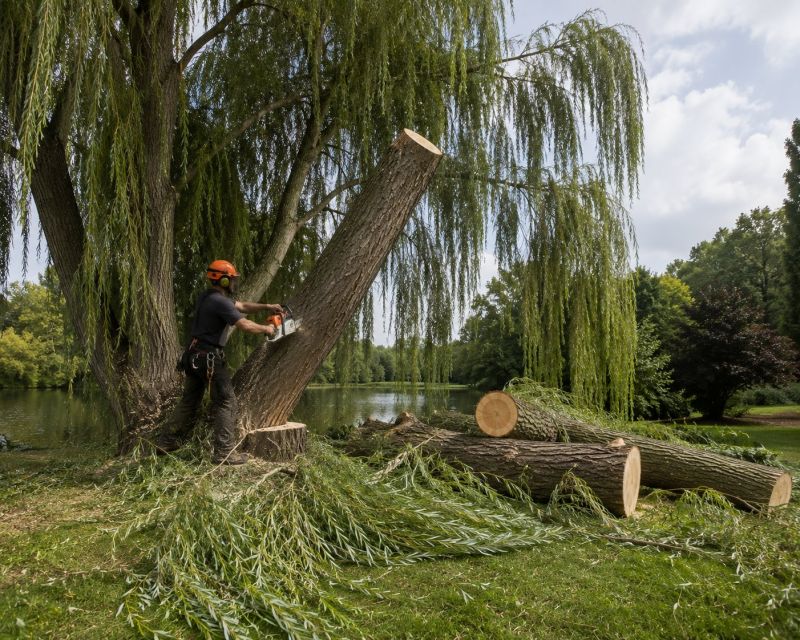 Dogwood Tree Removal in Montgomery County, PA