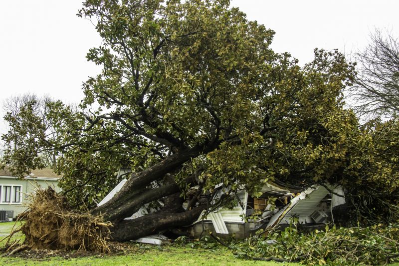 Fallen Tree Removal in Aiken, SC