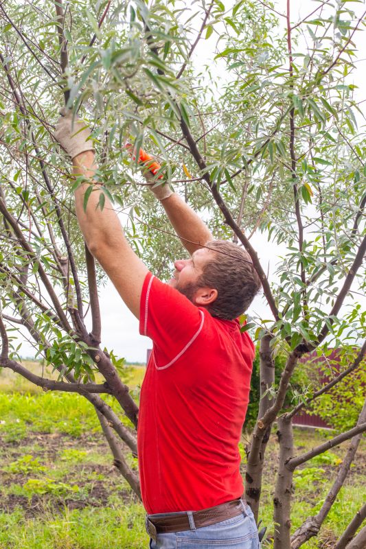 Tree And Shrub Pruning detail