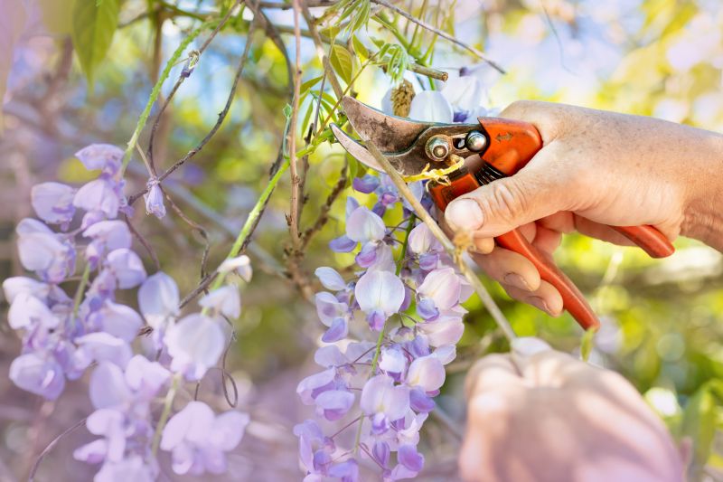 Hydrangea Pruning in Ventura County, CA