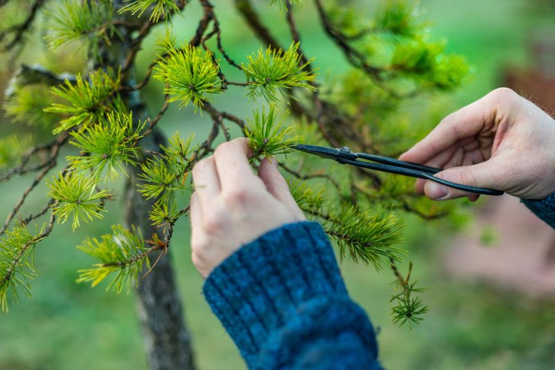 Magnolia Tree Pruning in Allentown, PA