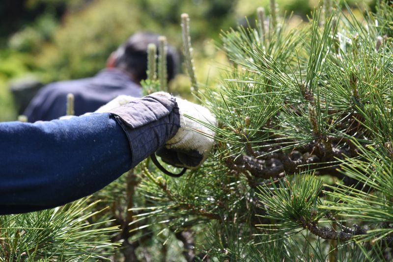 Peach Tree Pruning in Allentown, PA