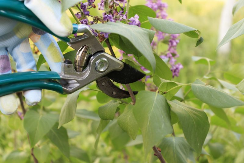 Shrub Pruning in Rockwall, TX