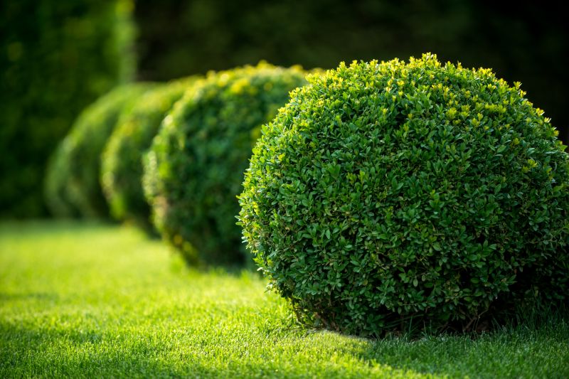 Shrubs Removal in Aiken, SC