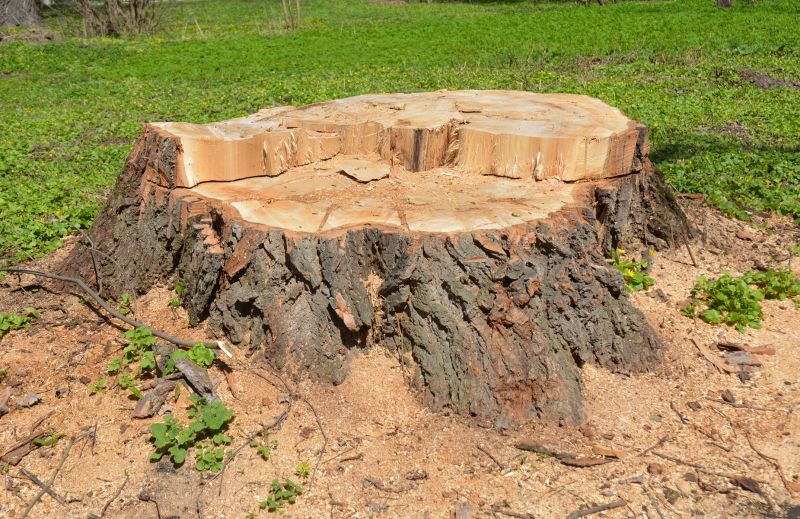 Stump Cutting in Aiken, SC