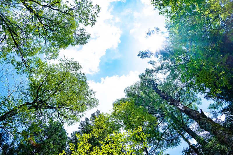 Tree Canopy Thinning in Allentown, PA