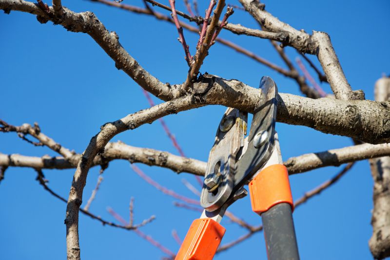 Tree Service in Bucks County, PA