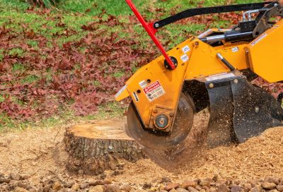 Tree Trunk Removal in Calvert County, MD